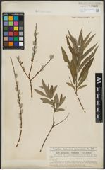 Foto von Salix purpurea L. x Salix viminalis L.